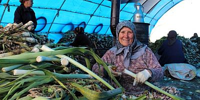 Pırasa da hasat zamanı
