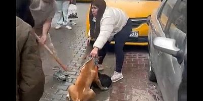 Pitbull saldırısı