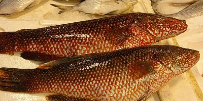 Portakal benekli lagos' Mersin'de tezgaha çıktı