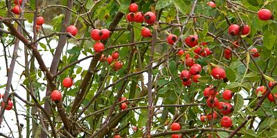 Posof’ta kuşburnu dallarında kaldı