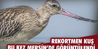 Rekortmen kuş bu kez Mersin’de görüntülendi