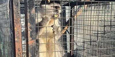 Ruhsatsız silah ve maymun ele geçirildi