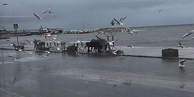 Sahil yoluna vuran balıkları kuşlar avladı