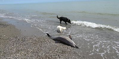 Sahile vuran ölü yunuslar tedirgin ediyor