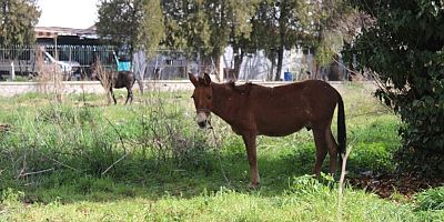 Sahipleri ölüme terk etti