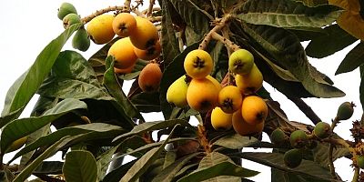 Sarı altın erken geldi