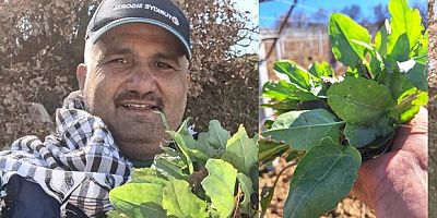 Sarıgöl’de baharın habercisi ekşi kulak tezgahlarda