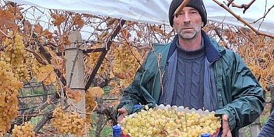 Sarıgöl'de üzüm hasadında sona gelindi