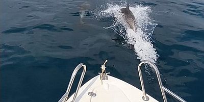 Saros Körfezi’nde yunuslar tekne ile yarıştı