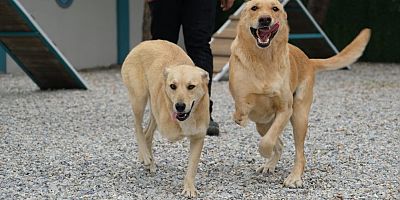  Şiddet mağduru köpeklere müzikle terapi