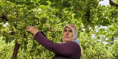 Silifke'de sezonun ilk üzümü hasat edildi