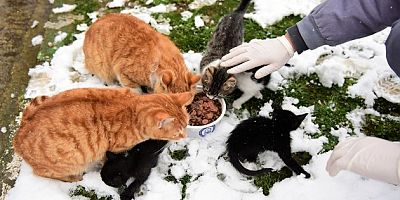 Sokak hayvanları için seferberlik