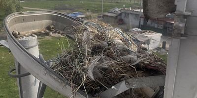 Sokak lambaları kuşlara yuva oldu