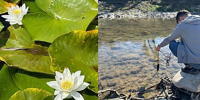 Su bitkileri ile doğal arıtma