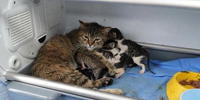 Süt anne kedi, 3 kediyi de sahiplendi