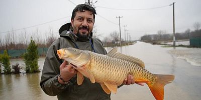 Tarlada sazan bereketi