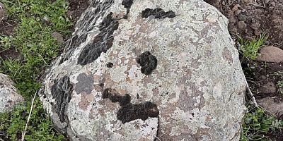 Taşların üzerindeki yosunları kına gibi kullanıyorlar