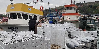 Tekirdağ açıklarında torik bereketi