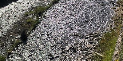 Tekirdağ'da gölde toplu balık ölümleri 