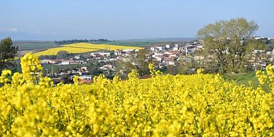 Tekirdağ sarıya büründü