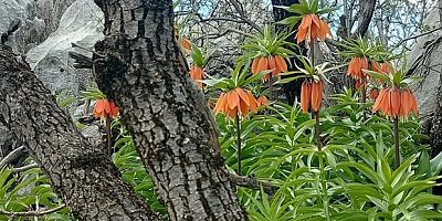 Ters laleleri koparmanın cezası 700 bin lira