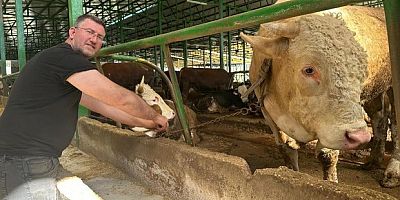 Tonluk boğayı 400 bin liraya sattı