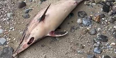 Trabzon'da yunus balığı ölümleri
