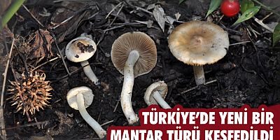 Türkiye’de yeni bir mantar türü keşfedildi