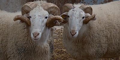 Türkiye'nin en değerli koçları rekor fiyatlara satılıyor