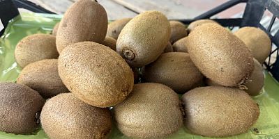 Türkiye'nin tarımda yeni gururu İznik'te yetişti