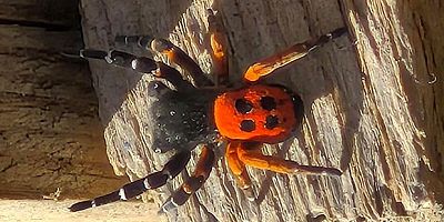 Uğurböceği Örümceği Elazığ'da görüldü