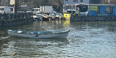 Uluabat Gölü'nde Turna bolluğu