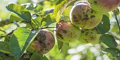 Üreticilere kara leke hastalığı uyarısı