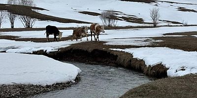 Uzayan kış, hayvancılığı vurdu