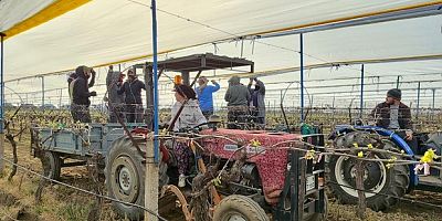 Üzümün başkentinde bağlar tüllerle kaplanıyor