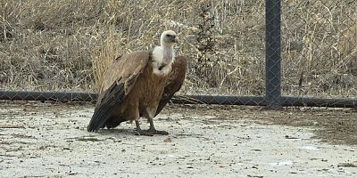 Yaban kuşları özgürlüğe kanat çırpmaya hazır