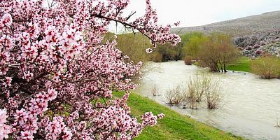 Yabani bademler pembe çiçek açtı