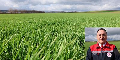 Yağışlar arttı, rekoltede artış bekleniyor