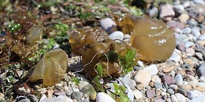 Yalova sahilinde istilacı yosun türü