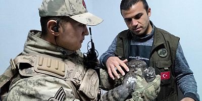 Yaralı atmacaya jandarmadan şefkat eli