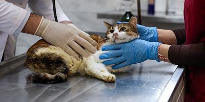 Yaralı kediye Büyükşehir şefkati