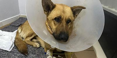 Yaşam mücadelesi veriyor