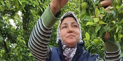 Yaz meyvelerinde bereket üreticinin yüzünü güldürdü