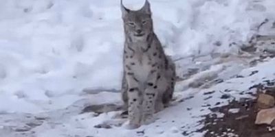 Yerleşim alanında vaşak görüntülendi