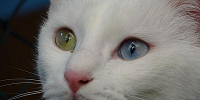 Yılda üç kez kızgınlık dönemine giriyor