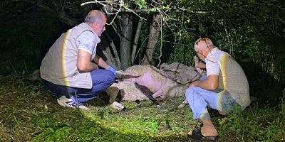 Yıldırım isabet etti, 6 küçükbaş hayvan telef oldu