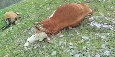 Yıldırımın çarptığı inekler telef oldu