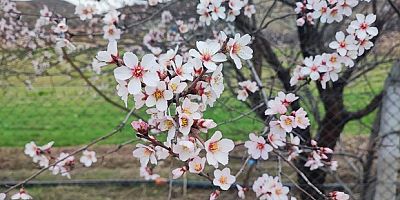 Yozgat'ta bahar tablosu