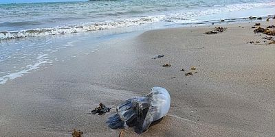 Yumurtalık sahilini denizanaları sardı