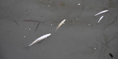 Yüzeye çıkan balıklar ölüyor